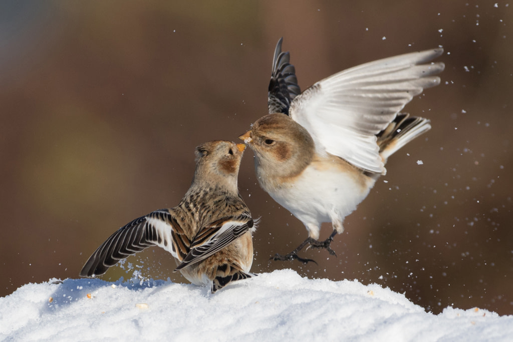 Snow bunting