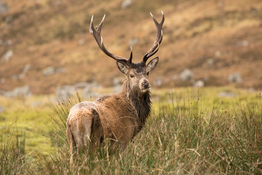 Red deer stag