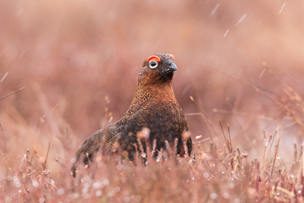 Red grouse