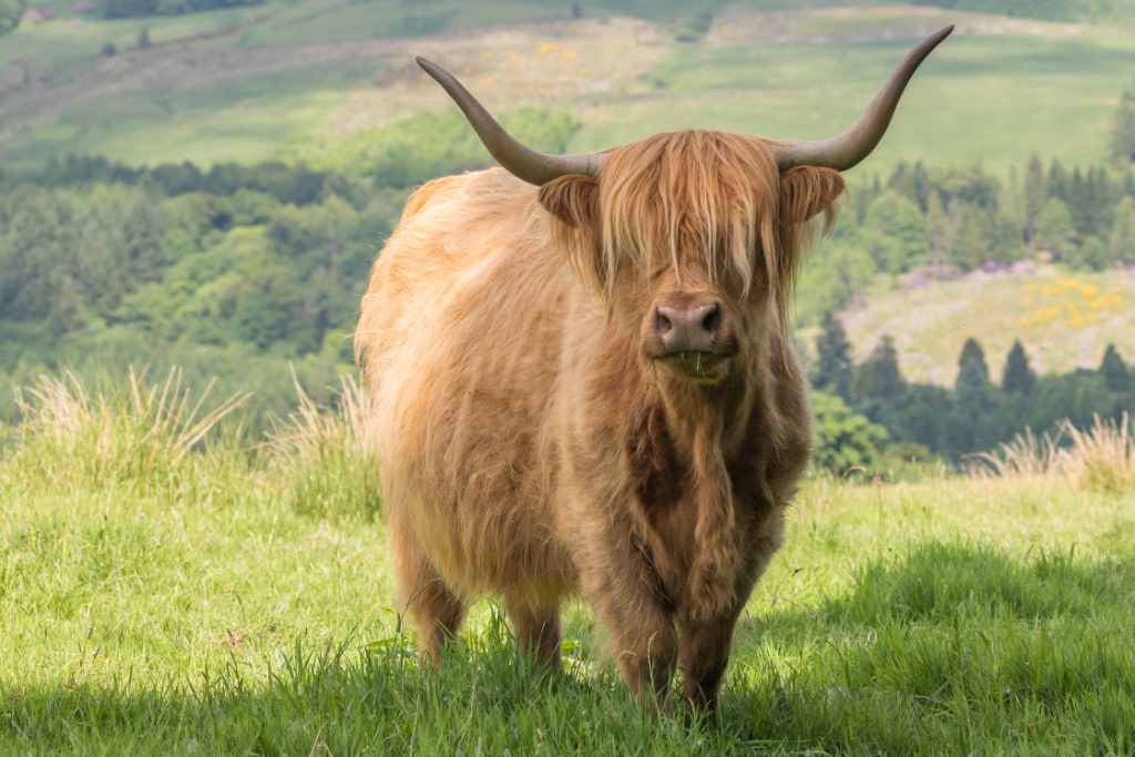 Highland cow